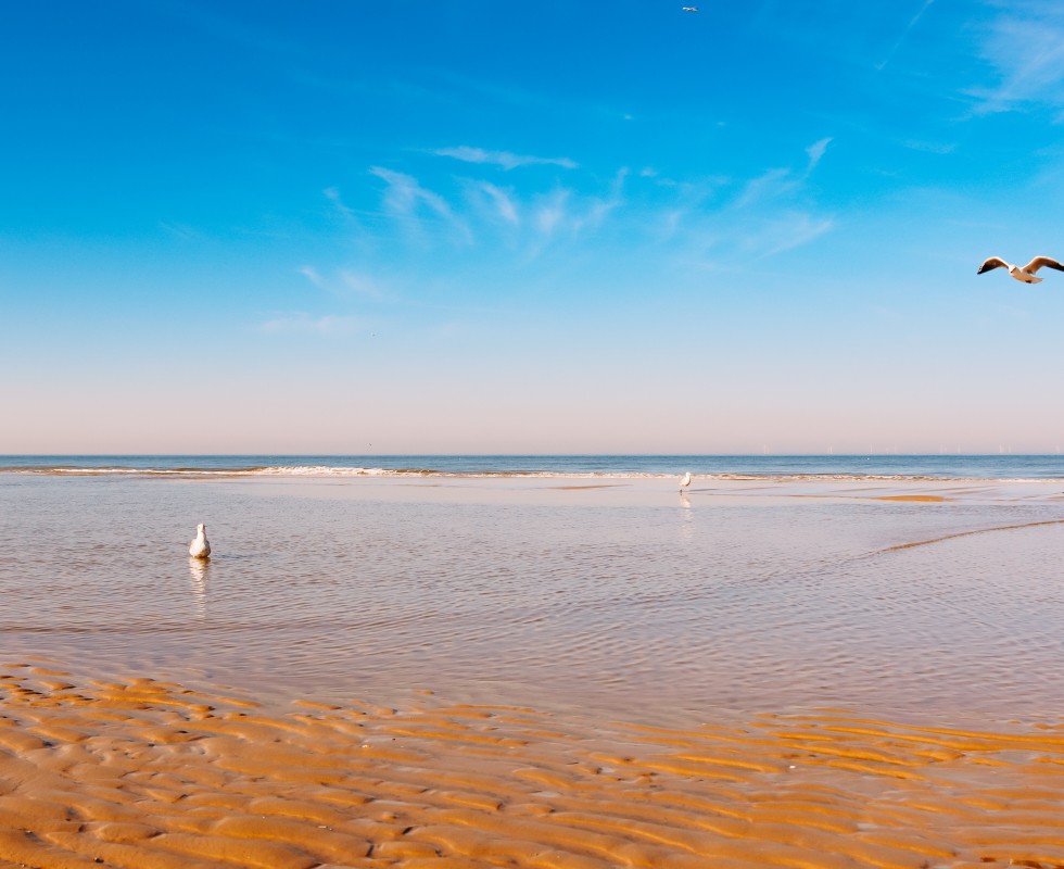 zomers_strand_meeuwen.jpg